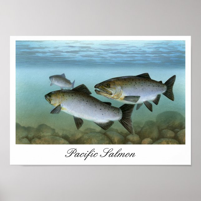 Pazifische Lachsmalerei Druck Poster (Vorne)