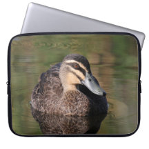 Pazifische Schwarze Ente Schwimmen