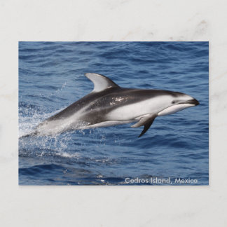 Pazifische weiße mit Seiten versehene Postkarte