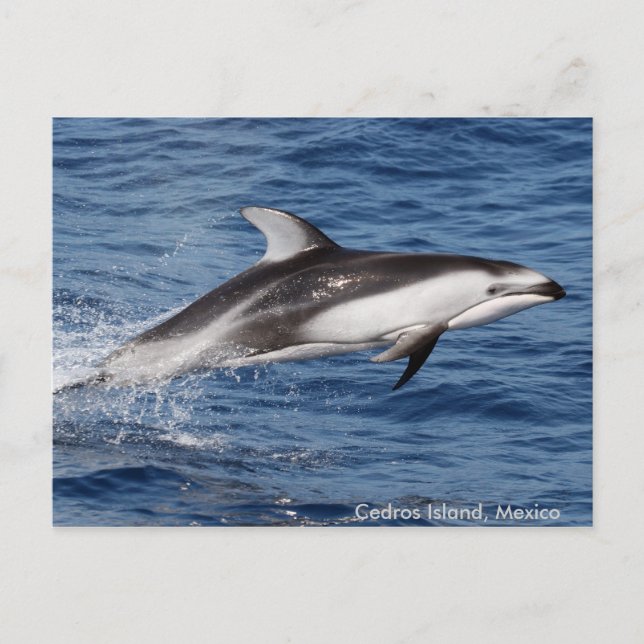 Pazifische weiße mit Seiten versehene Postkarte (Vorderseite)