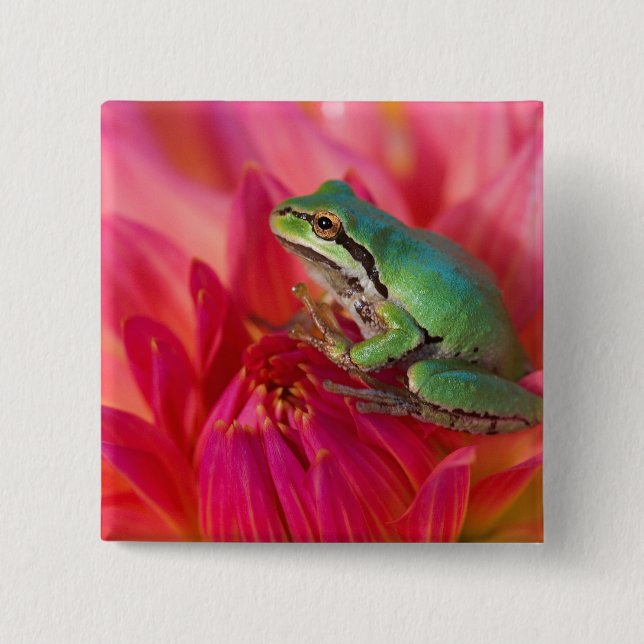 Pazifischer Baumfrosch auf Blume in unserem Garten Button (Vorderseite)