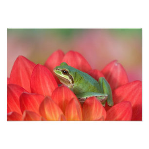 Pazifischer Baumfrosch auf Blume in unserem Garten Fotodruck