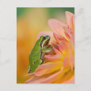 Pazifischer Baumfrosch auf Blume in unserem Garten Postkarte
