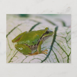 Pazifischer Baumfrosch auf Blume in unserem Garten Postkarte