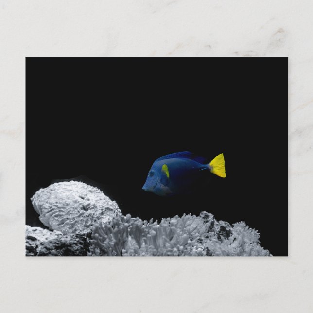 Pazifischer Blauer Tang Postkarte (Vorderseite)
