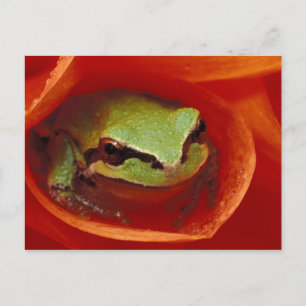 Pazifischer Chorusfrosch in Dahlien. Gutschrift wi Postkarte