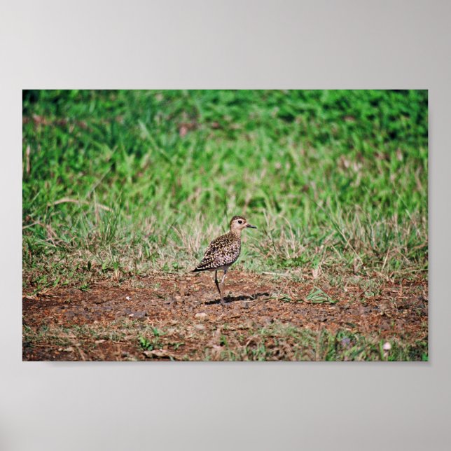 Pazifischer Golden Plover Poster (Vorne)