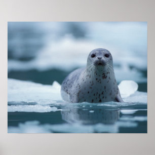 Pazifischer Hafen Siegel, Phoca vitulina richardsi Poster