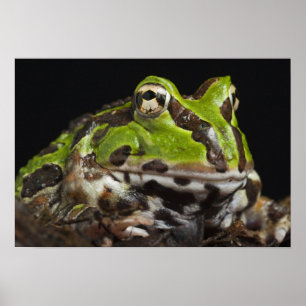 Pazifischer Hornfrosch Ceratophrys stolzmanni) Poster