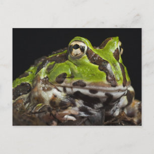 Pazifischer Hornfrosch Ceratophrys stolzmanni) Postkarte