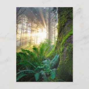 Pazifischer Küstenwald, Oregon Postkarte