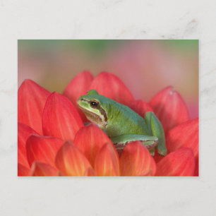 Pazifischer Laubfrosch auf Blumen im Garten Postkarte