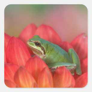 Pazifischer Laubfrosch auf Blumen im Garten Quadratischer Aufkleber