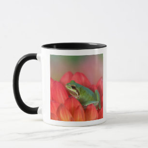 Pazifischer Laubfrosch auf Blumen im Garten Tasse