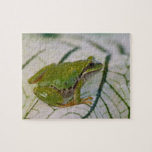 Pazifischer Laubfrosch auf Blumen in unserem Garte