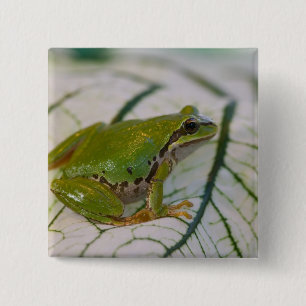 Pazifischer Laubfrosch auf Blumen in unserem Garte Button