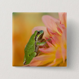 Pazifischer Laubfrosch auf Blumen in unserem Garte Button