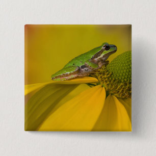 Pazifischer Laubfrosch auf Blumen in unserem Garte Button