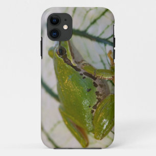 Pazifischer Laubfrosch auf Blumen in unserem Garte title_seo2