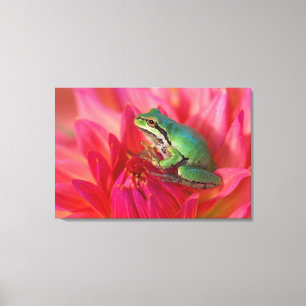 Pazifischer Laubfrosch auf Blumen in unserem Garte Leinwanddruck
