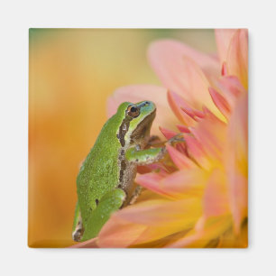 Pazifischer Laubfrosch auf Blumen in unserem Garte Magnet
