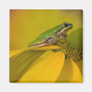 Pazifischer Laubfrosch auf Blumen in unserem Garte Magnet