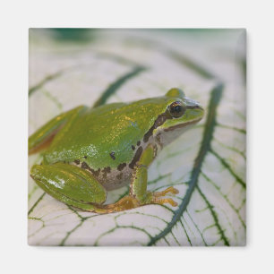 Pazifischer Laubfrosch auf Blumen in unserem Garte Magnet