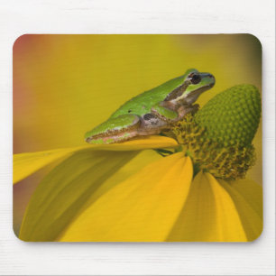 Pazifischer Laubfrosch auf Blumen in unserem Garte Mousepad