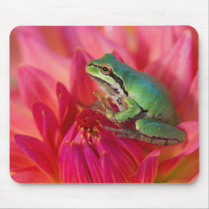 Pazifischer Laubfrosch auf Blumen in unserem Garte Mousepad
