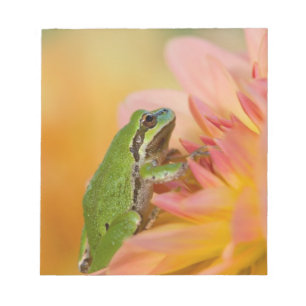 Pazifischer Laubfrosch auf Blumen in unserem Garte Notizblock