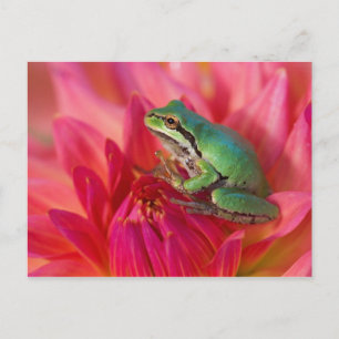 Pazifischer Laubfrosch auf Blumen in unserem Garte Postkarte