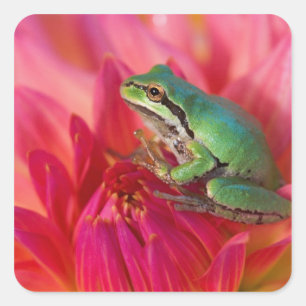 Pazifischer Laubfrosch auf Blumen in unserem Garte Quadratischer Aufkleber