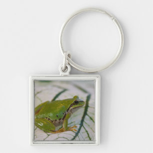 Pazifischer Laubfrosch auf Blumen in unserem Garte Schlüsselanhänger
