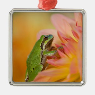 Pazifischer Laubfrosch auf Blumen in unserem Garte Silbernes Ornament