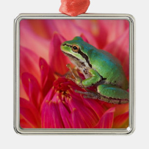 Pazifischer Laubfrosch auf Blumen in unserem Garte Silbernes Ornament