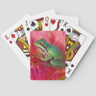 Pazifischer Laubfrosch auf Blumen in unserem Garte Spielkarten