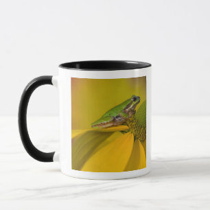 Pazifischer Laubfrosch auf Blumen in unserem Garte Tasse