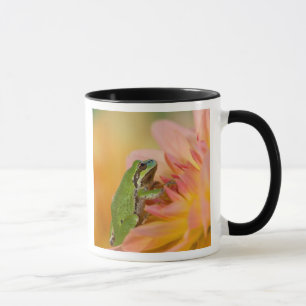 Pazifischer Laubfrosch auf Blumen in unserem Garte Tasse