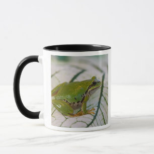 Pazifischer Laubfrosch auf Blumen in unserem Garte Tasse