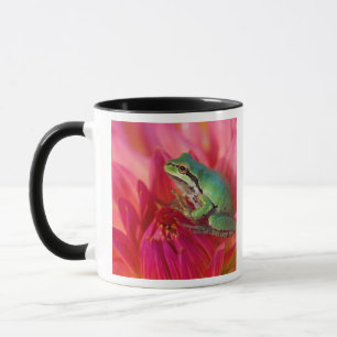 Pazifischer Laubfrosch auf Blumen in unserem Garte Tasse