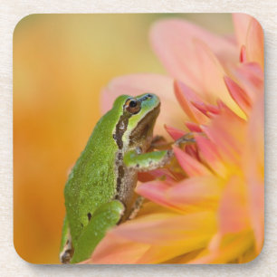 Pazifischer Laubfrosch auf Blumen in unserem Garte Untersetzer