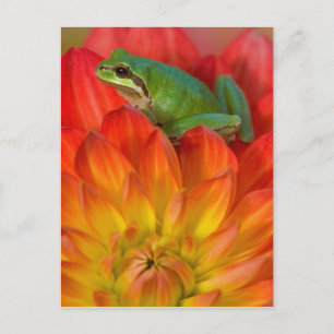 Pazifischer Laubfrosch auf Blumen Postkarte