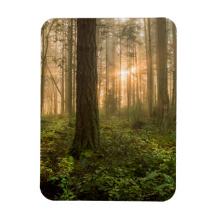 Pazifischer Nordwestnebeliger Morgen des wald  Magnet