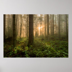 Pazifischer Nordwestnebeliger Morgen des wald  Poster
