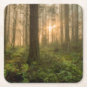 Pazifischer Nordwestnebeliger Morgen des wald  Rechteckiger Pappuntersetzer