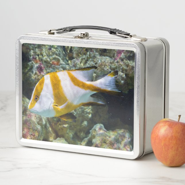 Pazifischer Ozean Red Kaiser Snapper White Brown B Metall Brotdose (Beispiel)