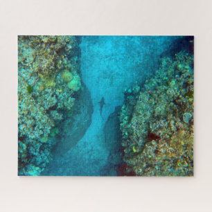 PAZIFISCHER REEF SHARK 16x20 INCH