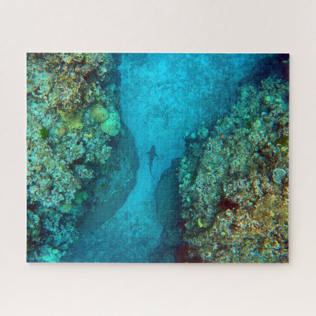 PAZIFISCHER REEF SHARK 16x20 INCH (Horizontal)