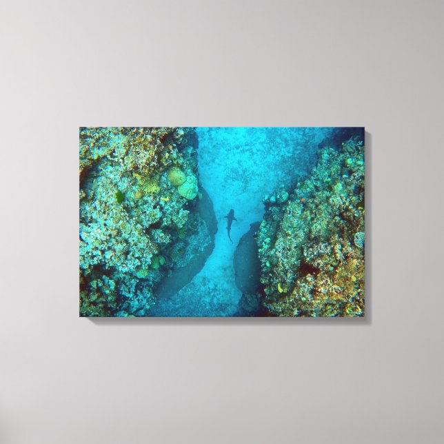 PAZIFISCHER REEF-SHARK 16x24 Leinwanddruck (Vorderseite)