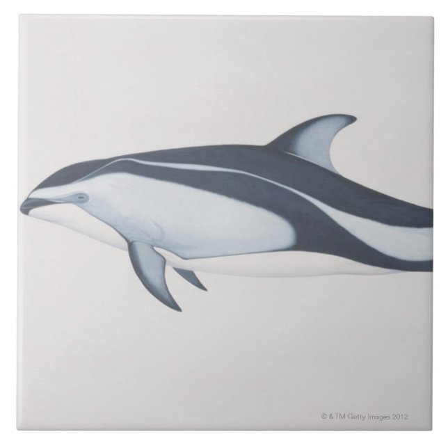 Pazifischer Weiß-Mit Seiten versehener Delphin Fliese (Vorderseite)